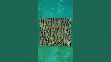 Thumbnail of Ash Tree
