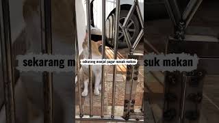 “Mama Eks sam kasihan sama si Oyeng dengan muka polos nya