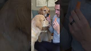 Adult dog teaches puppy how to taste! #goldenretriever