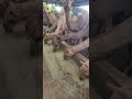 Omar Farms is the first camel farm and first camel dairy in zambia by Allah's grace
