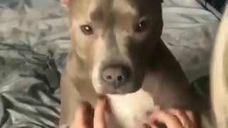 Give Me Belly Rubs Human