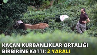 Rizede Kaçan Kurbanlıklar Ortalığı Birbirine Kattı 2 Yaralı