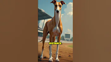 Cheetah vs. Greyhound: Who's the ultimate runner?