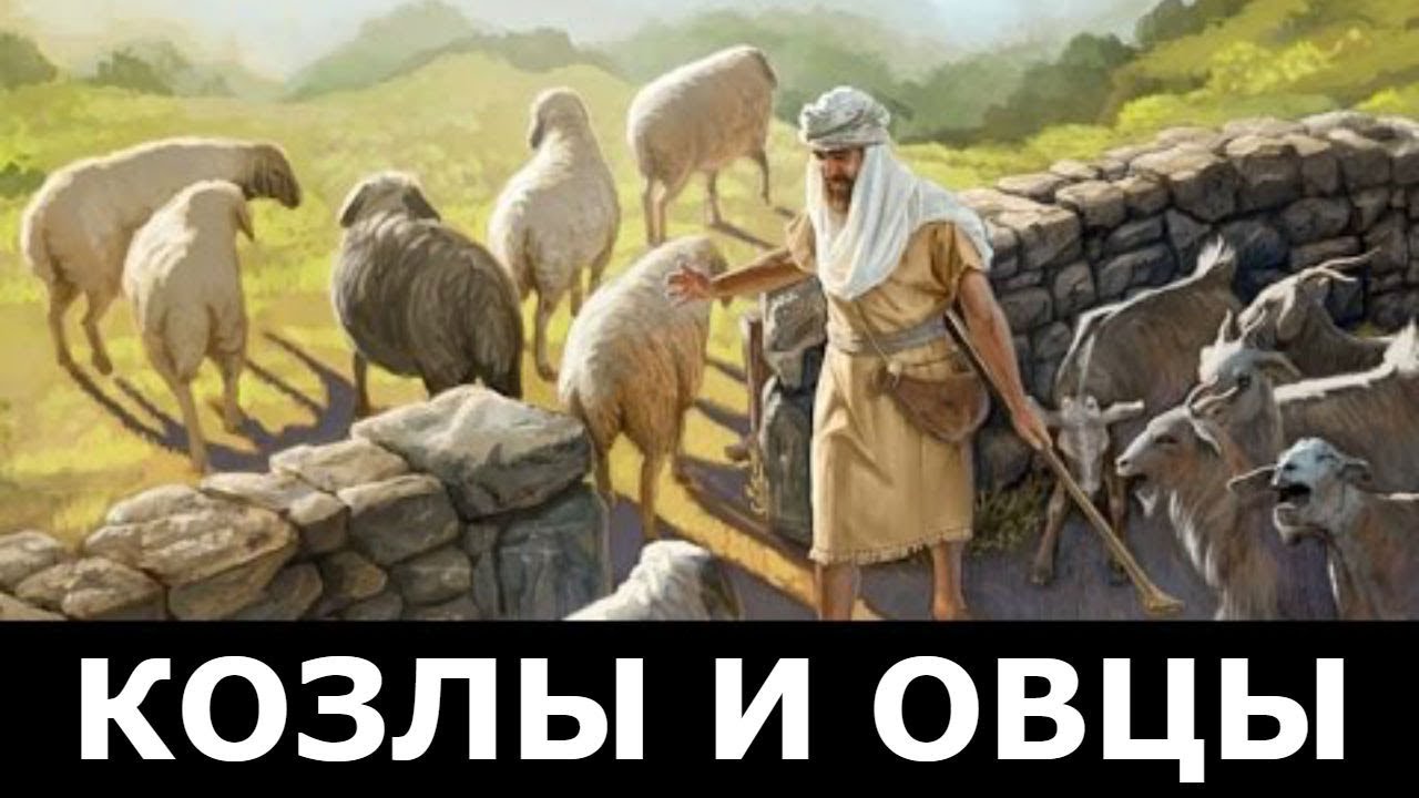 Овцы в древности. Пастырь отделяет овец от козлов. Притча об овцах и козлах. Пастух с овцами. Иисус пасет овец.
