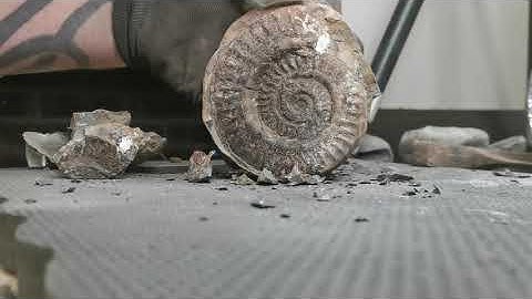 Easy ammonite split!