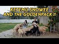 AKHIRNYA FEBBY KETEMU SNOWEE AND THE GOLDENPACK !!