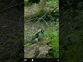 Hairy woodpecker working on a log