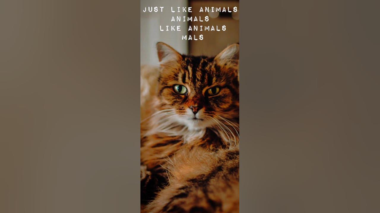 Just Like Animals || Song Lyrical Status || Photo & Music & Lyrics
