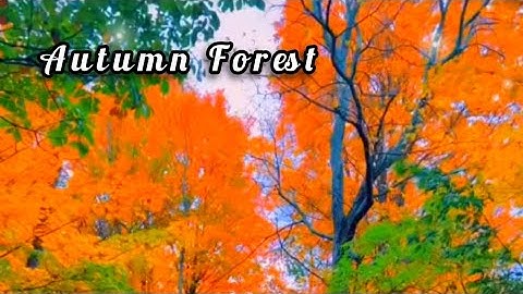 Enchanting Autumn Forest 🍁 Relaxing Nature Video - Beautiful and colorful Trees #nature #autumn  