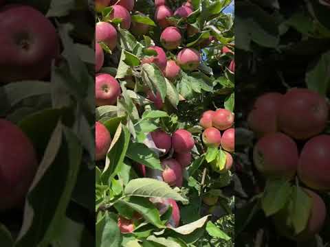 Video: Winesap խնձորների մասին. խորհուրդներ Winesap խնձորի ծառ աճեցնելու մասին