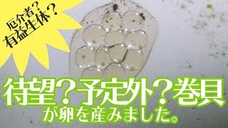 水槽内の厄介者 巻貝が綺麗な卵を産みました Youtube 水槽内の厄介者 巻貝が綺麗な卵を産みました Youtube