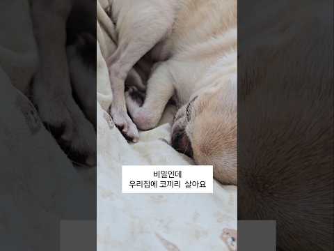 코끼리소리를 내는 치와와 대기 thumbnail