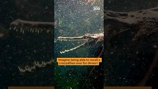 Imagine being able to recall a crocodilian over for dinner!