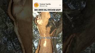 와인 코르크 마개가 만들어지는 40년의 과정