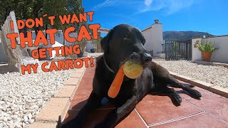 The Stray Cat and Percy The Labrador Dog - Who´s the Boss? by Percy The Labrador 1,775 views 1 year ago 11 minutes, 49 seconds
