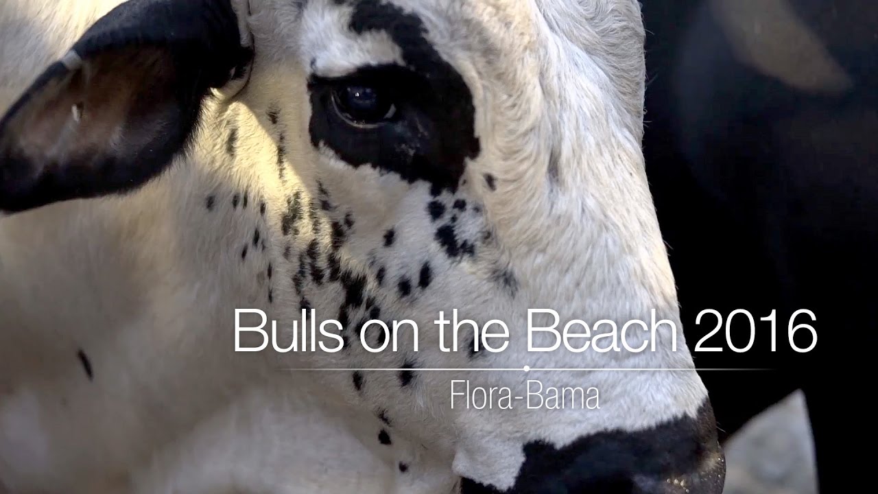 FloraBama Bulls on the Beach event What you need to know