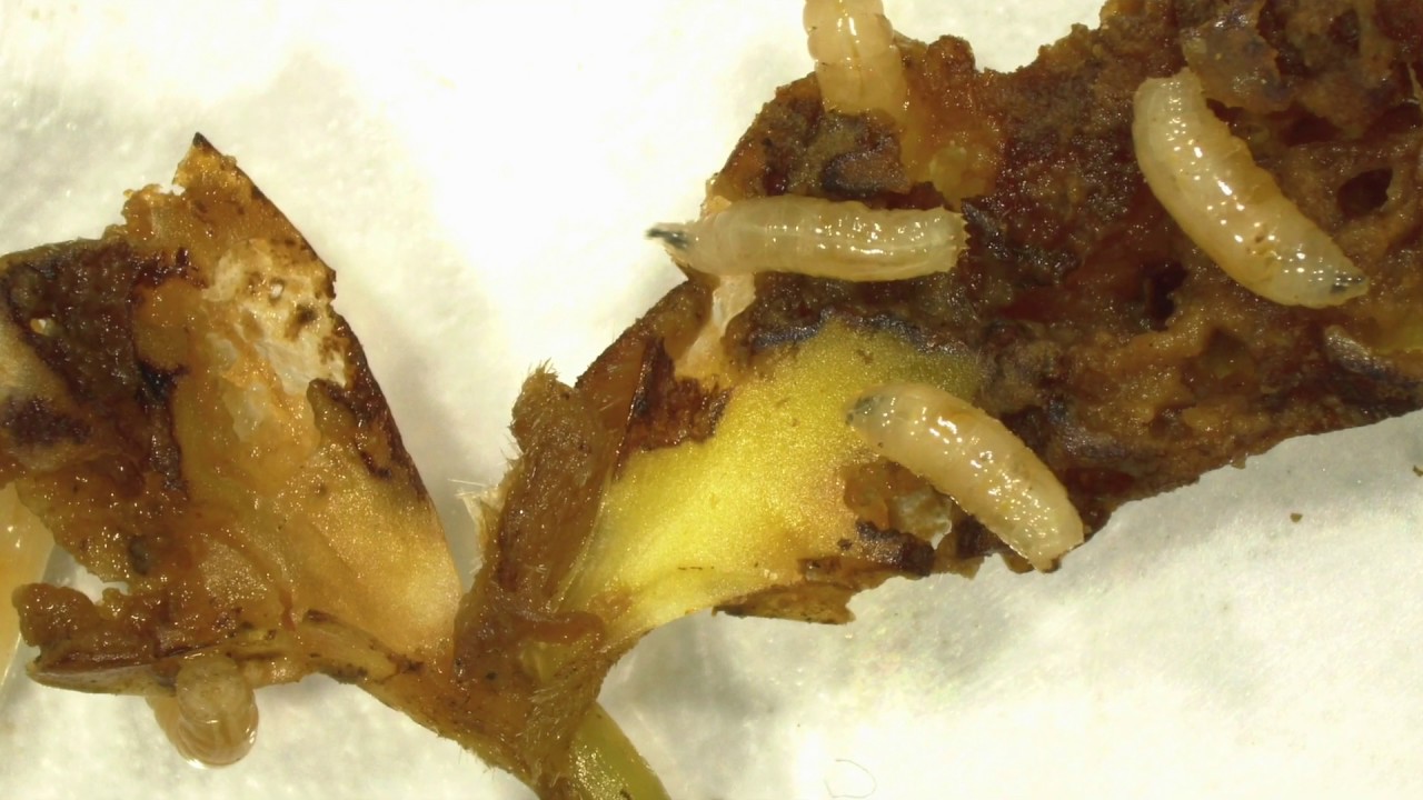 Seed Corn Maggot Management YouTube Seed Corn Maggot Management YouTube