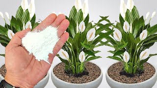 Adubo Orgânico com Farinha de Arroz: Flores Exuberantes para Suas Plantas!