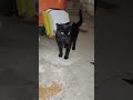 I put food to sweet hungry street cats
