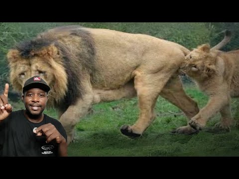 AS MAIORES MENTIRAS SOBRE LEÕES 