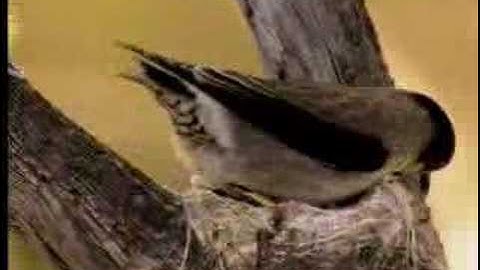 How birds camouflage their nests - David Attenborough  - BBC wildlife