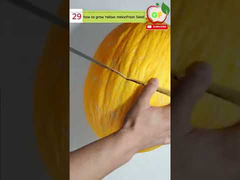 Vídeo: How To Grow Honeydew Melons - Conrear i collir melons Honeydew