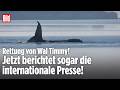 Rettung von Wal Timmy: Millionen Menschen weltweit fiebern bei Ostsee-Drama mit!