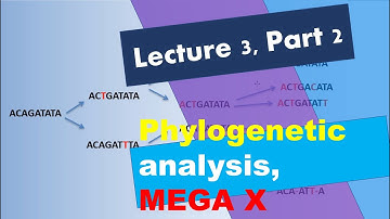 L3P2, Phylogenetic analysis with MEGA-X