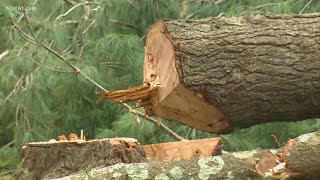 Tornado damage in Branford