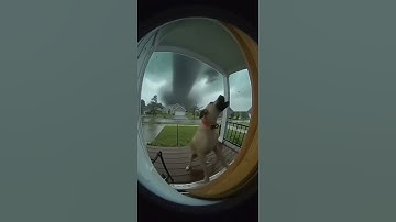 #fyp #dogs #dogsoftiktok #pets #ai #art #shorts #animals #cute #shortvideo #viral #viralvideo #sora