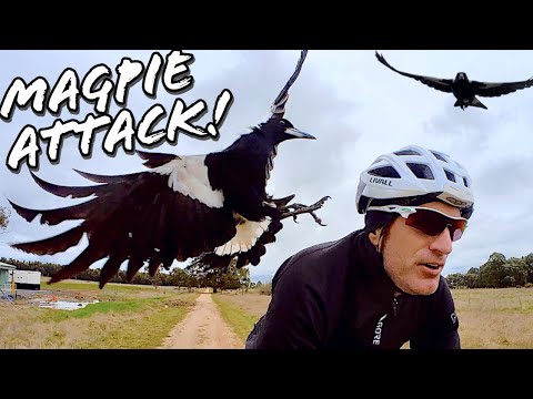 The Worst Magpies I've Ever Encountered! Double Attacks! ?????