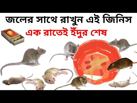 ইঁদুর থেকে মুক্তি পেতে/Put matchstick with water to get rid of rats,Ways to get rid of rats,pts