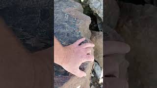 Rapahoe Petrified Trees