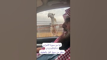 دحيم الحماد ١٤٤٧ه آية من سورة الأحزاب منظر من سوق البل بالعطيف