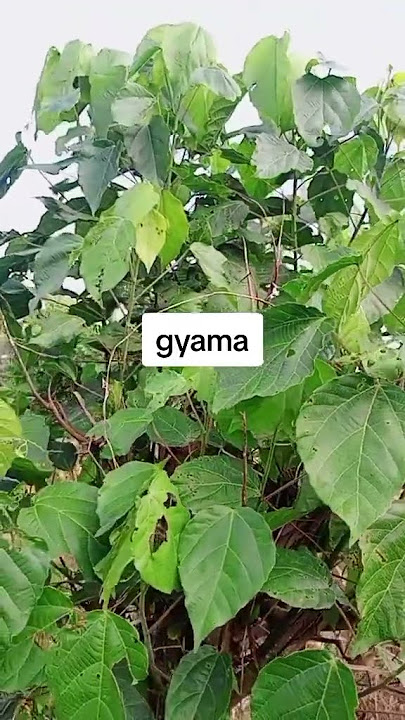 Health Benefits of Djeka Leaves (Ogyama) | Alchornea cordifolia for Healing & Wellness
