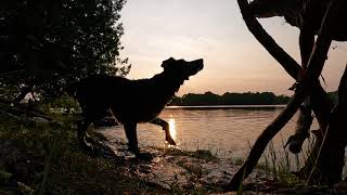 Playful 4K 1minute Lakeside at Sunset  Playing Fetch with Dog