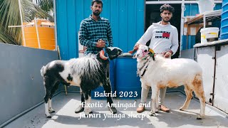 Bakrid 2023 Amingad and Jawari yalaga sheep's for sale in Bangalore near #8970981488 (tannery road)