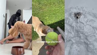 That’s not what I thought when they said get a dog