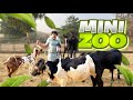 My home zoo tour  vlog by zaid khan tessori