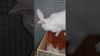 Little rabbits waiting for feeding. Маленькие кролики в ожидании кормёжки.