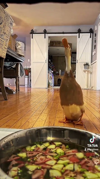 Duck Jumping With Quake Sound Effects YouTube duck-jumping-with-quake-sound-effects-youtube