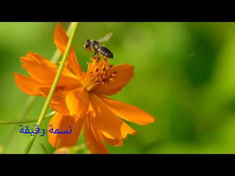 موسيقى أول همسة تصميم نسمة رقيقة