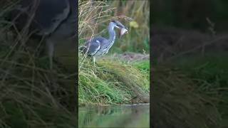 A Perfect Fish Catching Scene ✅ Birds Fish Catching Video ?fishing birds nature shorts