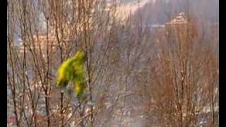 Teaser Two Skisnbprd.streetgangfilms.2008