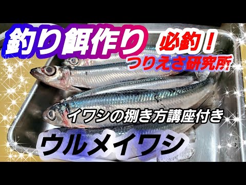 爆釣り餌研究 ウルメイワシを使った切り身えさ作り方 カサゴ 根魚 太刀魚 アナゴ などのつりえさ 鰯のさばき方 特効餌 Youtube