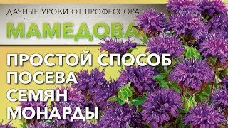 Простой способ посева Монарды.