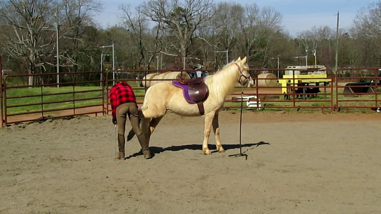 Horse Training Adorable Yearling YouTube