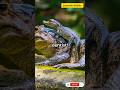 The Bird That Cleans Crocodile Teeth! #shorts #ytshorts #trending
