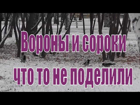 Вороны и сороки ругаются. Вороны и сороки, что то не поделили. Птицы Сибири. Ворона. Сорока.