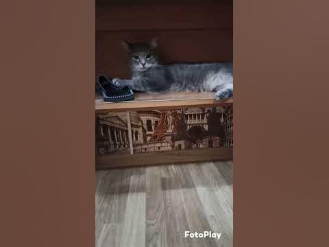 деловой #кот #котэ #котэйка #котофей #котики #котик #домашниеживотные # ...